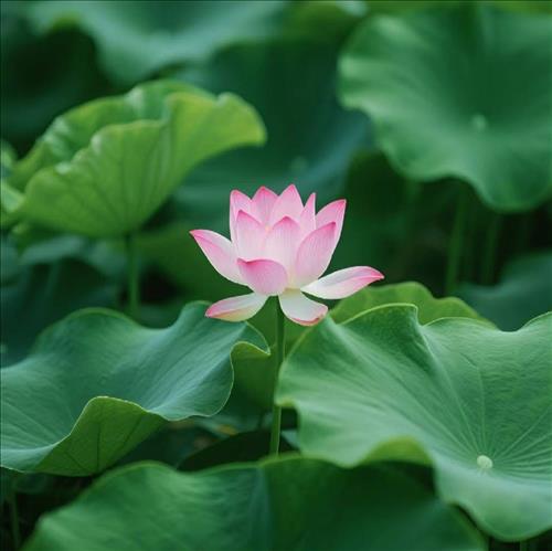 Nụ Hồng Mong Manh