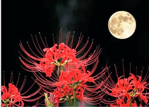 Mr. Nhi€p Phong ! Lãng xẹt Đại sư !.